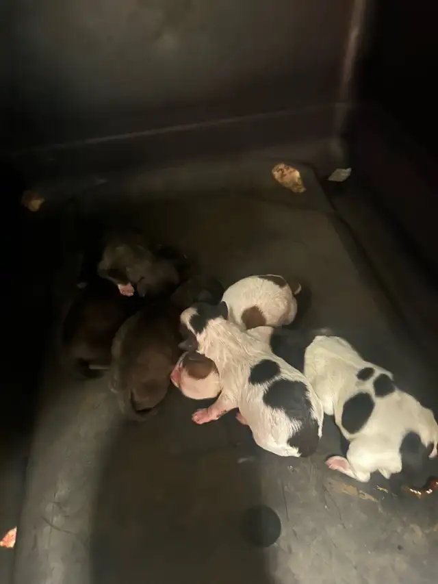 Beautiful Shihtzu puppies - Photo 4