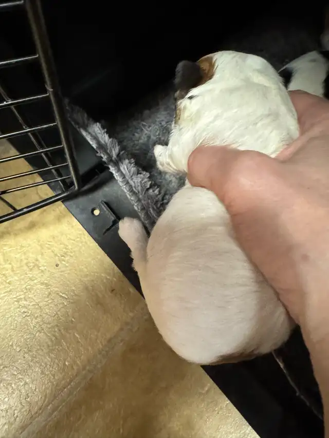 Beautiful Shihtzu puppies - Photo 5