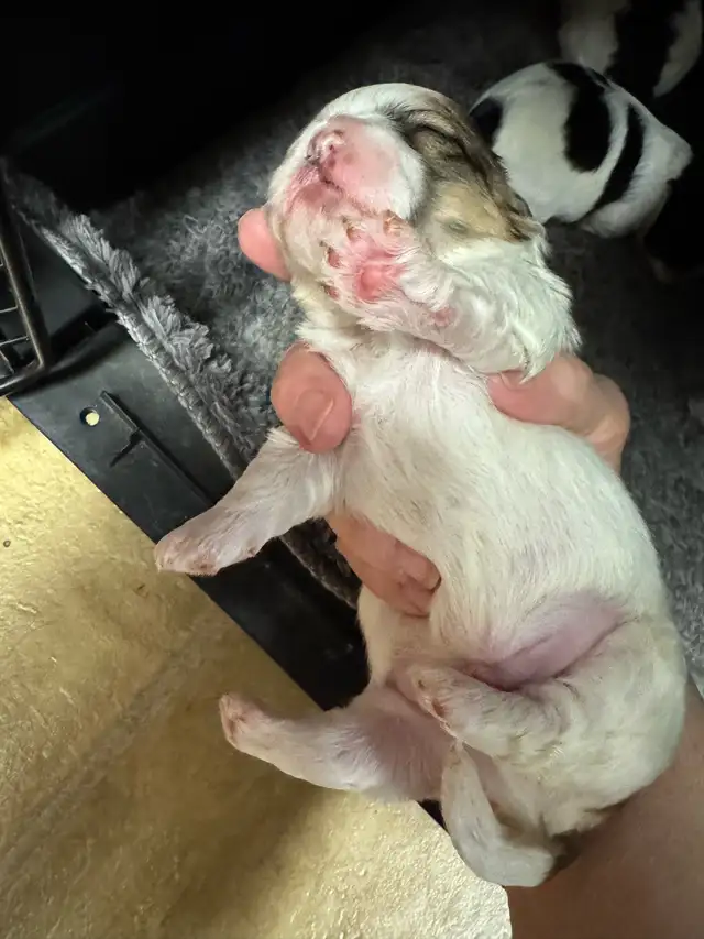 Beautiful Shihtzu puppies - Photo 6