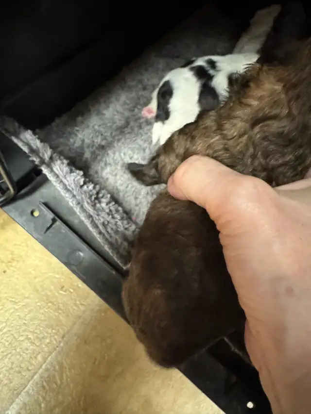 Beautiful Shihtzu puppies - Photo 7