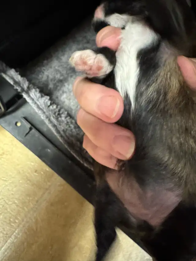 Beautiful Shihtzu puppies - Photo 8