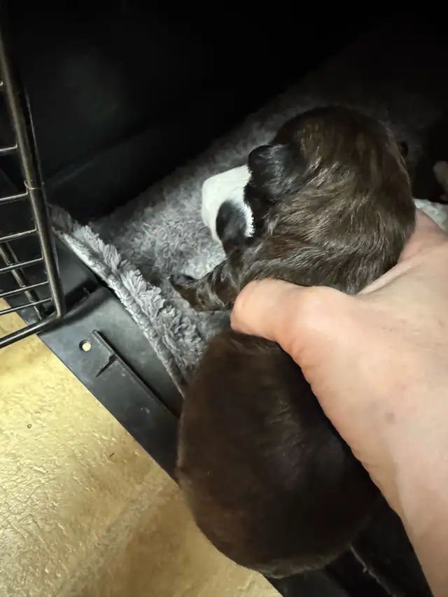 Beautiful Shihtzu puppies - Photo 9