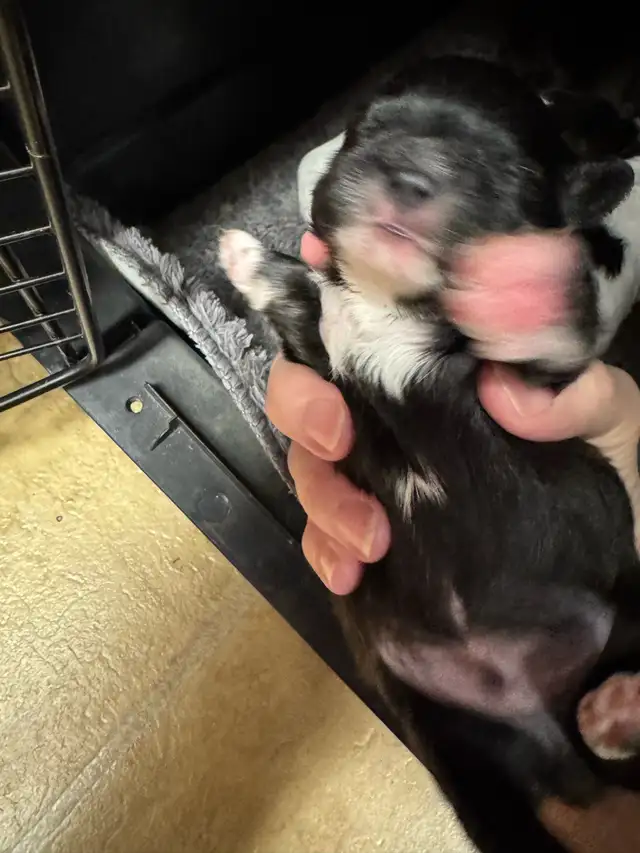 Beautiful Shihtzu puppies - Photo 10