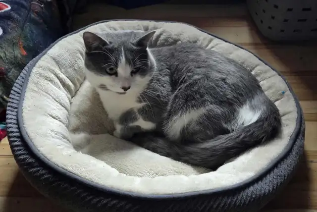 Chat mâle à donner Joliette