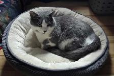 Chat mâle à donner Joliette