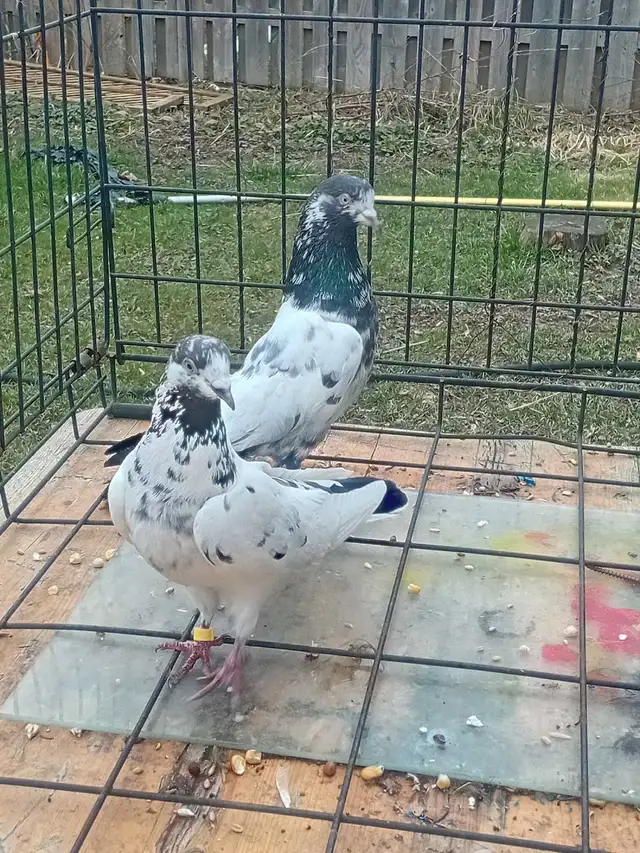 teddy pigeon - Photo 2