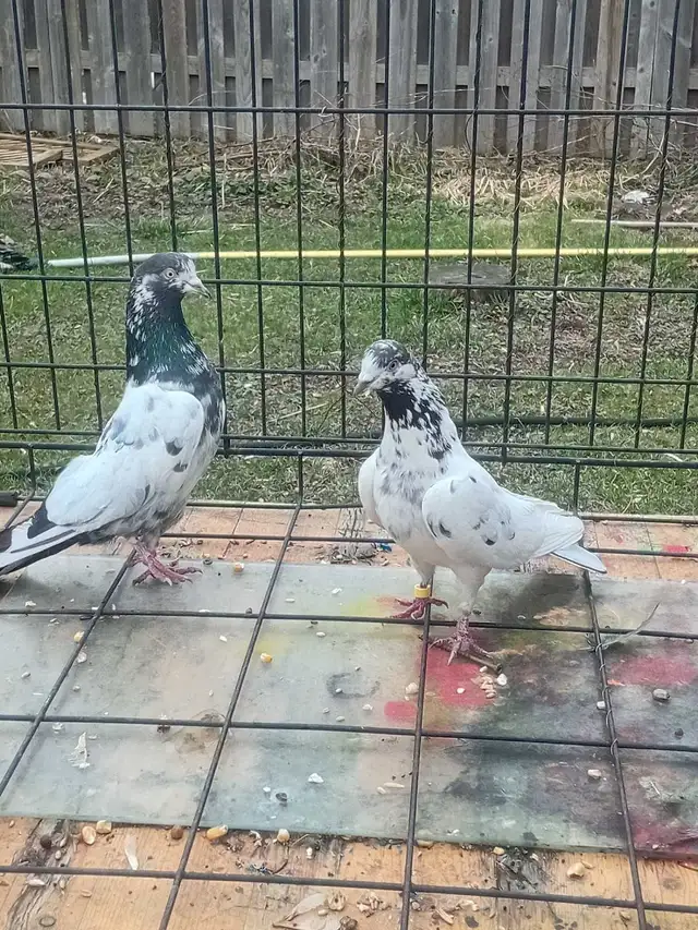 teddy pigeon - Photo 3