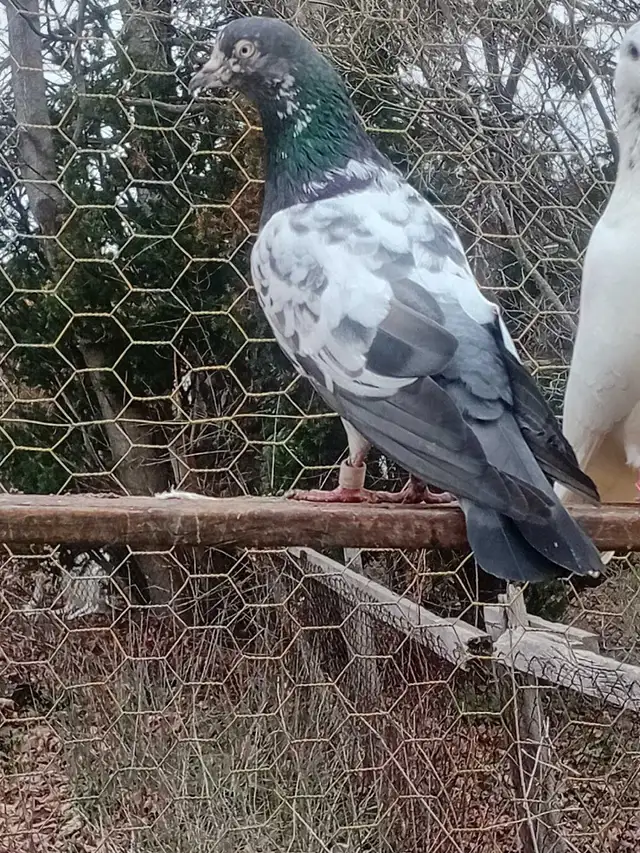 teddy pigeon - Photo 2