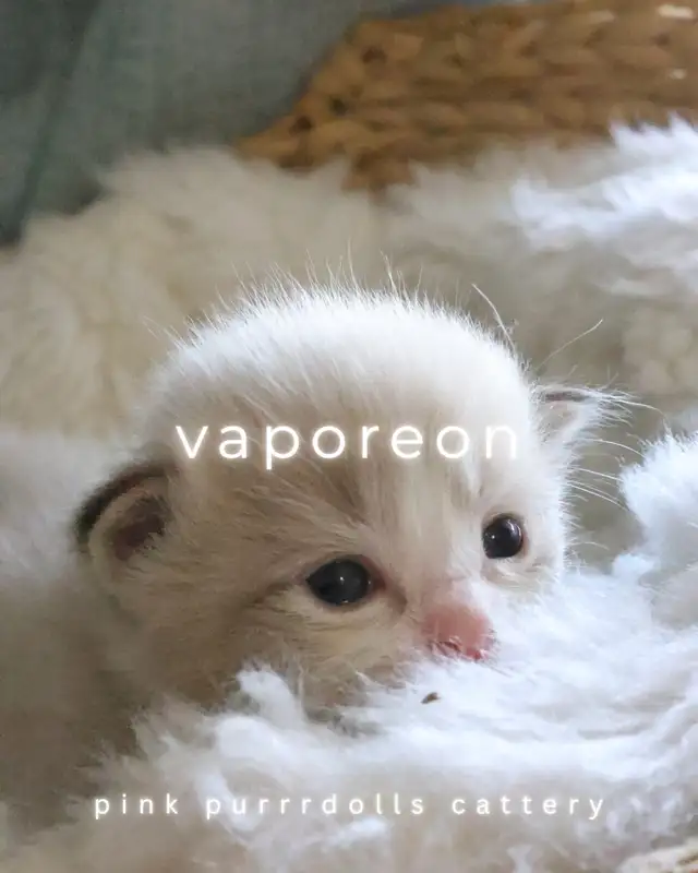 tica ragdoll kittens