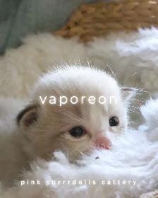 tica ragdoll kittens