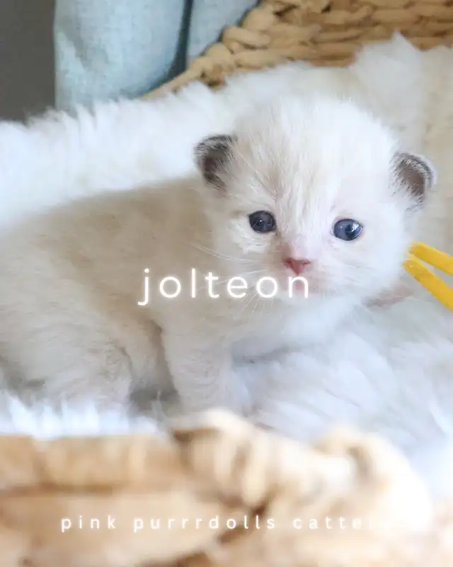 tica ragdoll kittens - Photo 2