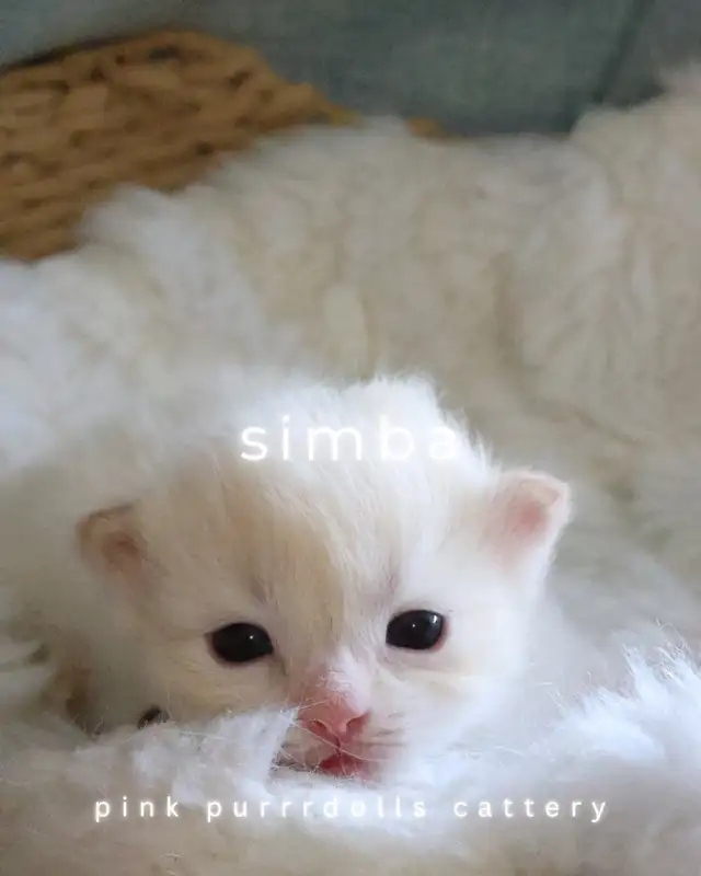 tica ragdoll kittens - Photo 3