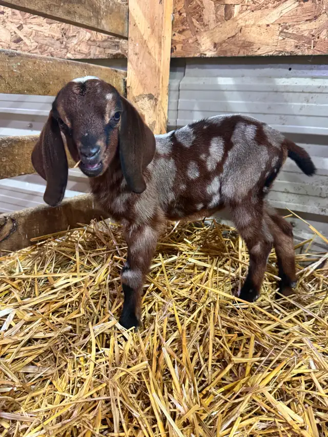 Purebred Nubian Goats (registered)