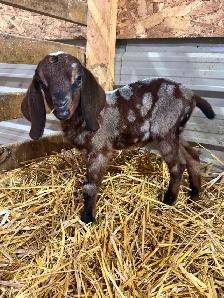 Purebred Nubian Goats (registered)