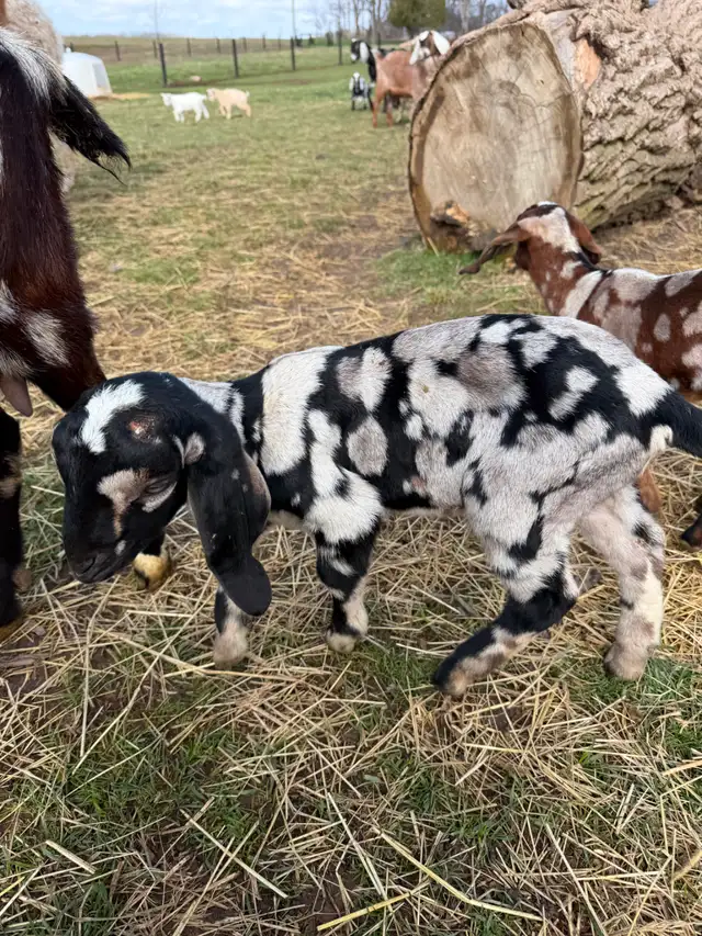 Purebred Nubian Goats (registered) - Photo 2