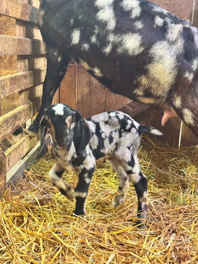 Purebred Nubian Goats (registered) - Photo 3