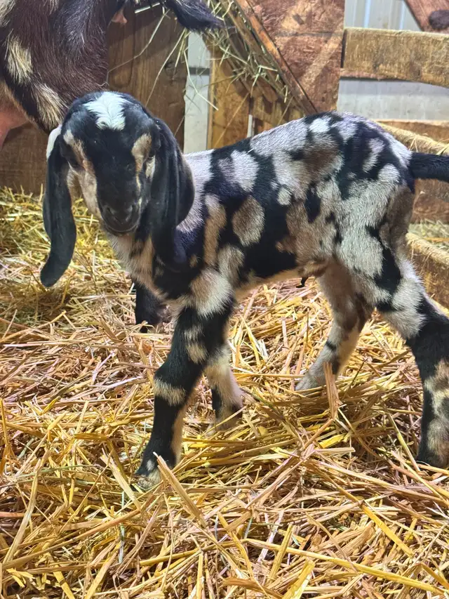 Purebred Nubian Goats (registered) - Photo 4