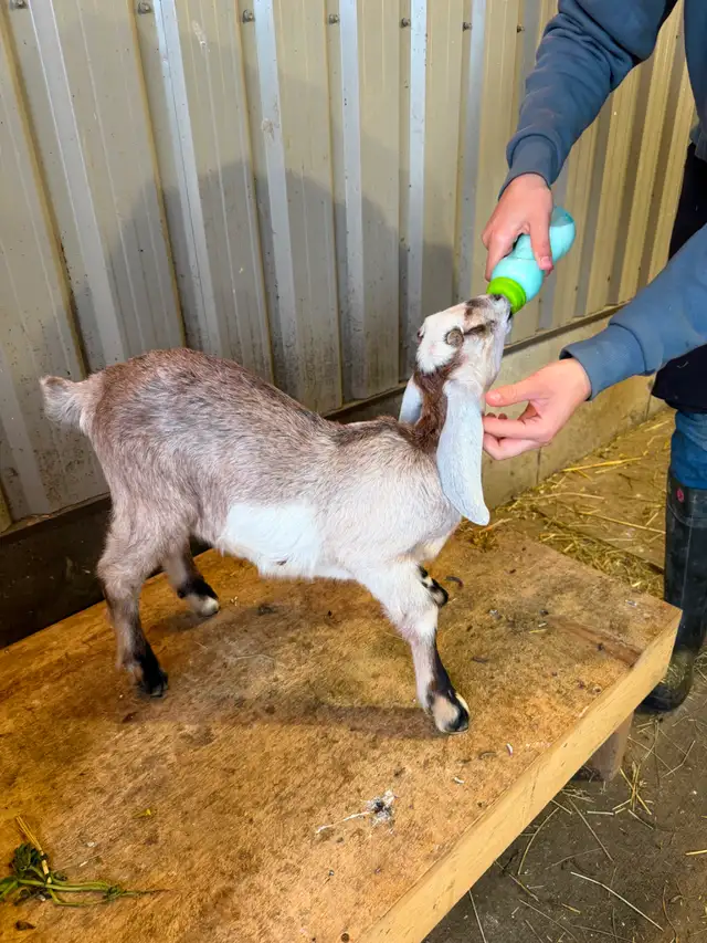 Purebred Nubian Goats (registered) - Photo 5