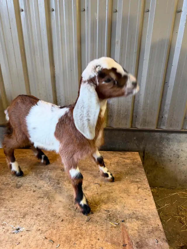 Purebred Nubian Goats (registered) - Photo 6