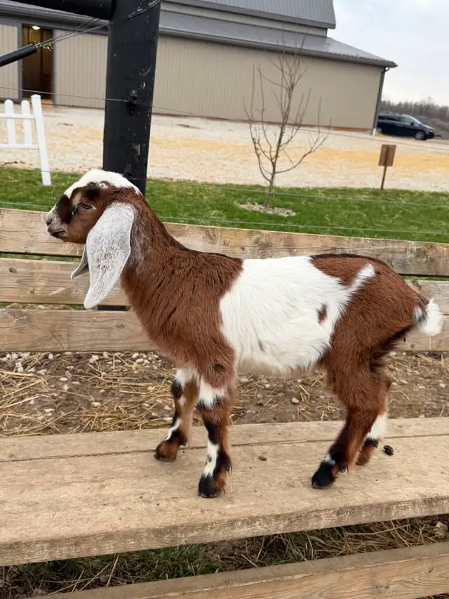Purebred Nubian Goats (registered) - Photo 7
