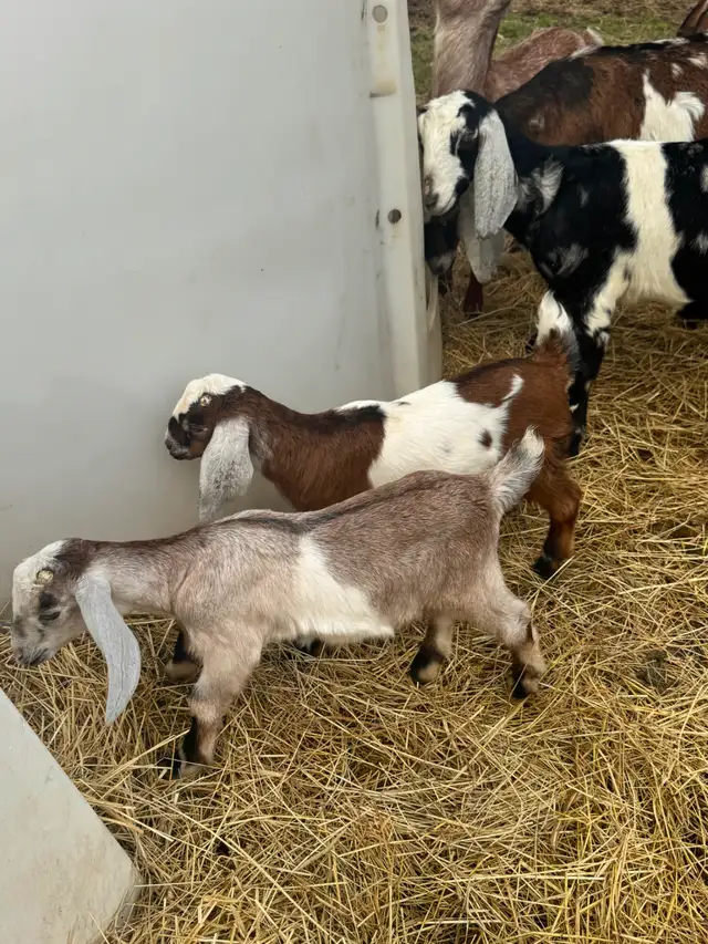Purebred Nubian Goats (registered) - Photo 8