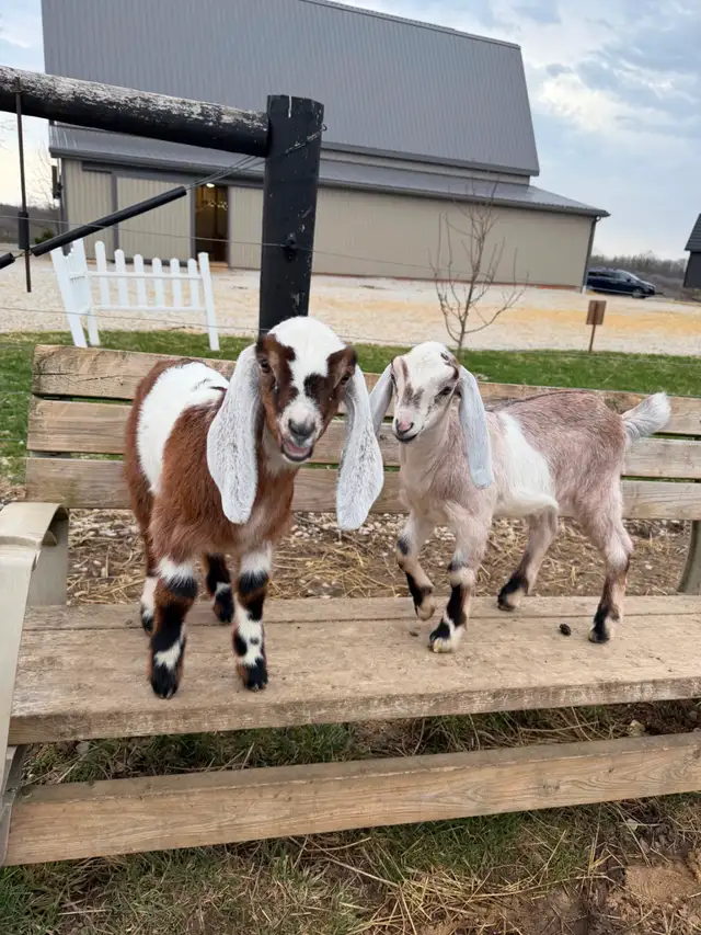 Purebred Nubian Goats (registered) - Photo 9