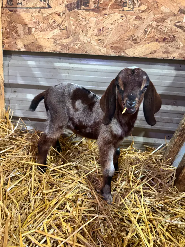 Purebred Nubian Goats (registered) - Photo 10