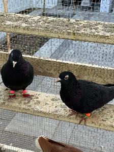 beautiful afghani pigeon