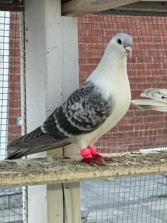 beautiful afghani pigeon - Photo 2