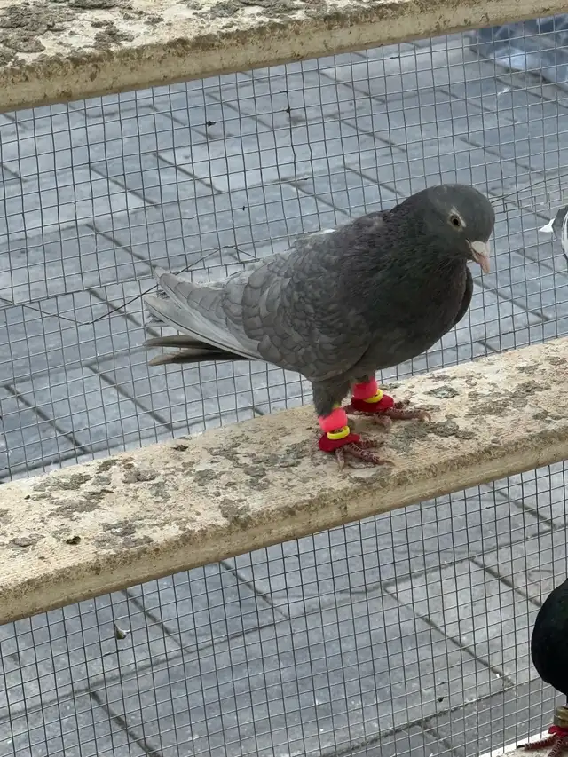 beautiful afghani pigeon - Photo 3