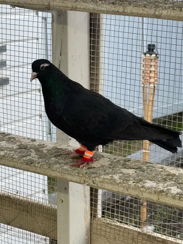 beautiful afghani pigeon - Photo 4
