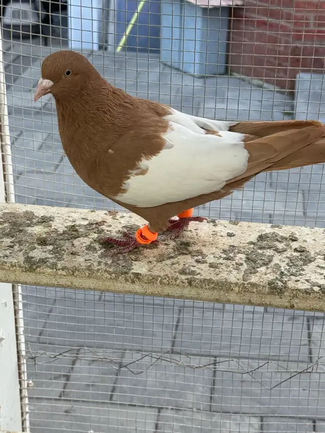 beautiful afghani pigeon - Photo 5
