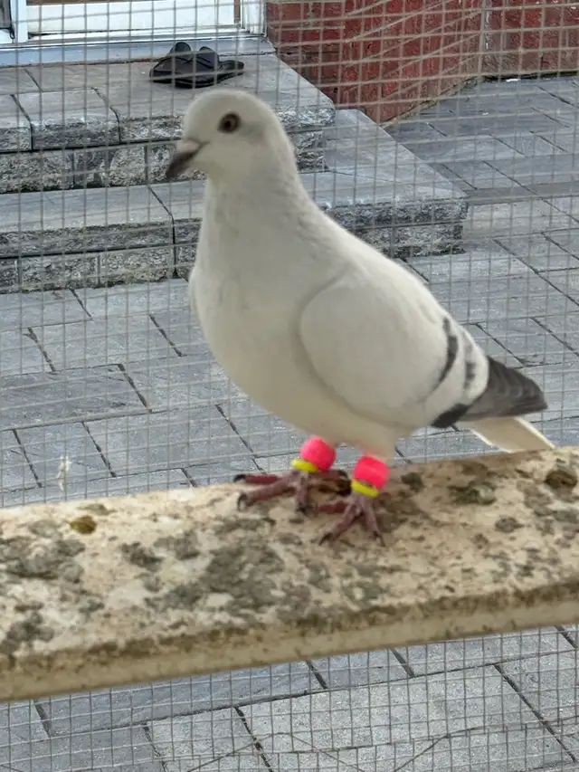 beautiful afghani pigeon - Photo 6