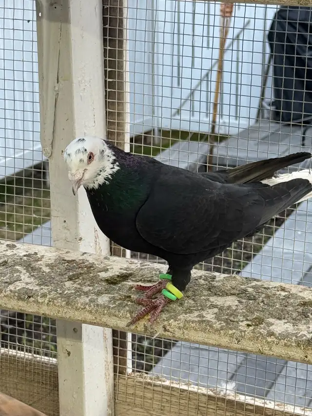 beautiful afghani pigeon - Photo 7