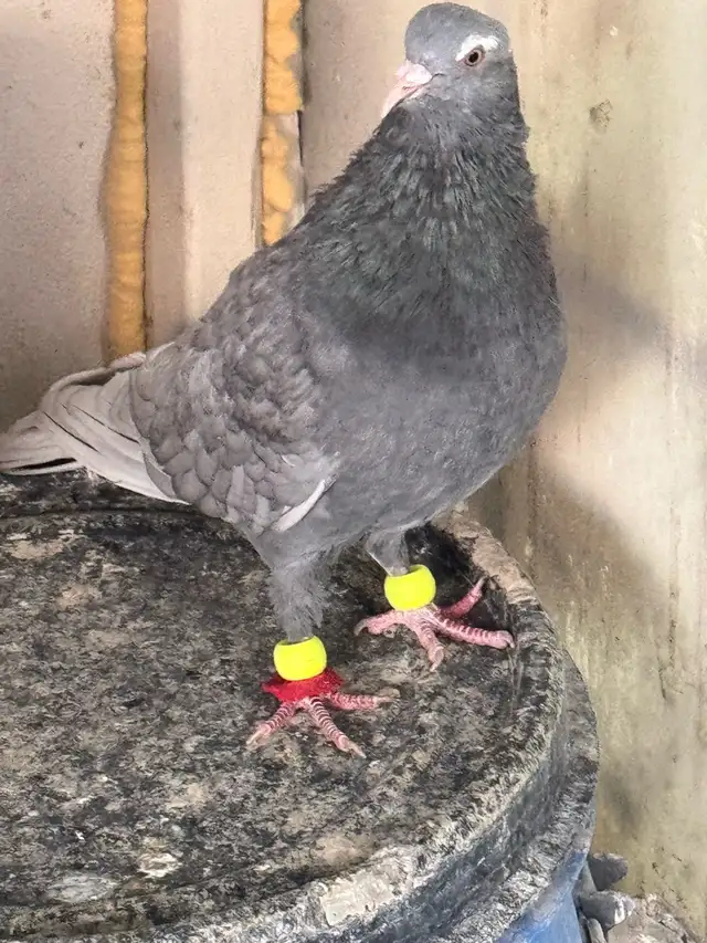 beautiful afghani pigeon - Photo 8