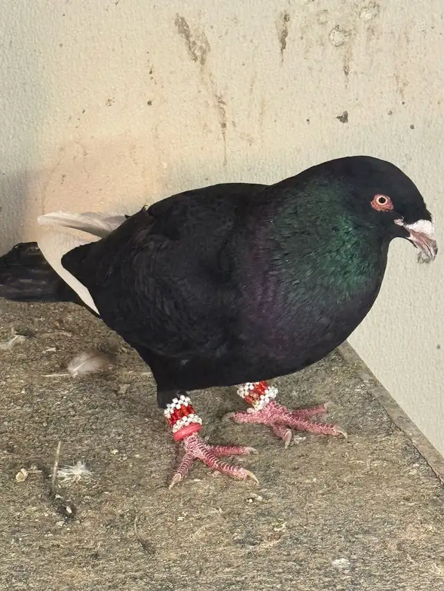 beautiful afghani pigeon - Photo 9