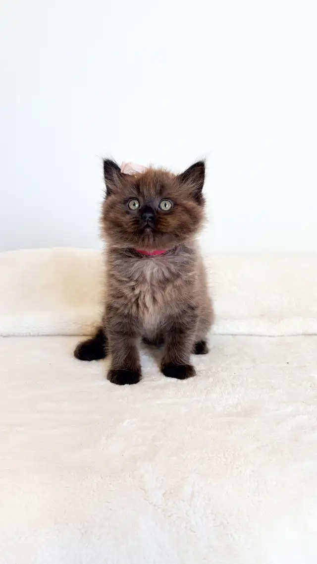 TICA registered Ragdoll kittens, Rare Sepias