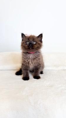 TICA registered Ragdoll kittens, Rare Sepias