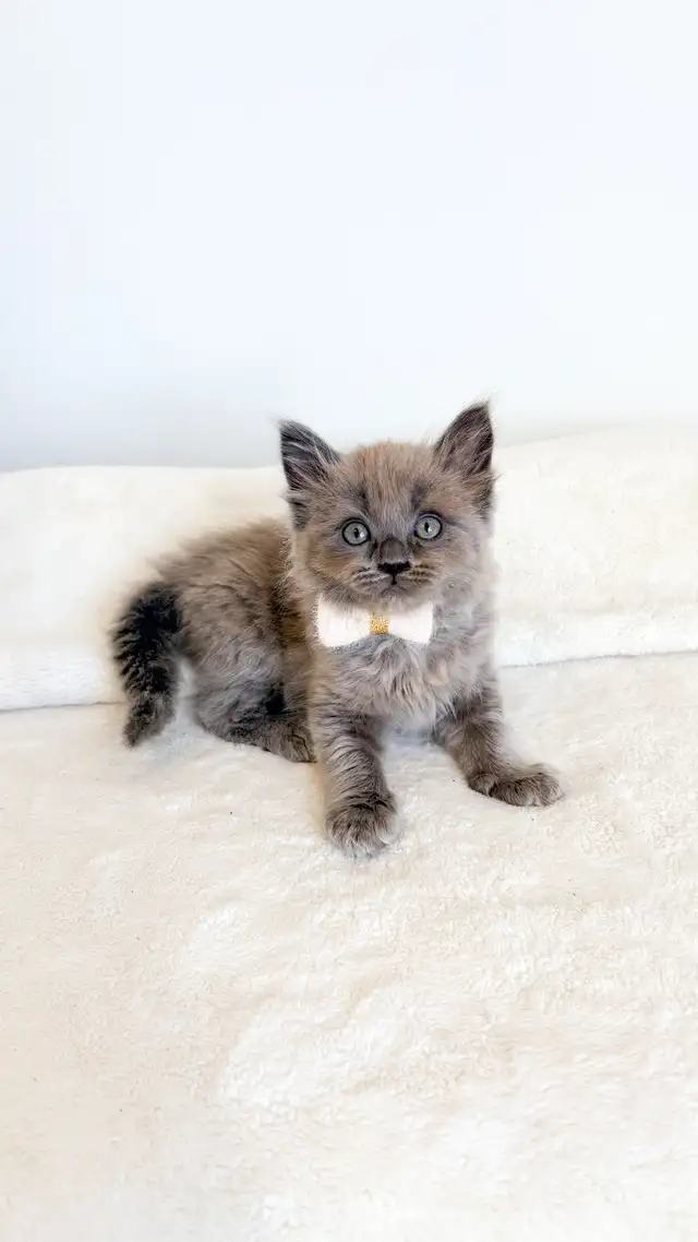 TICA registered Ragdoll kittens, Rare Sepias - Photo 2