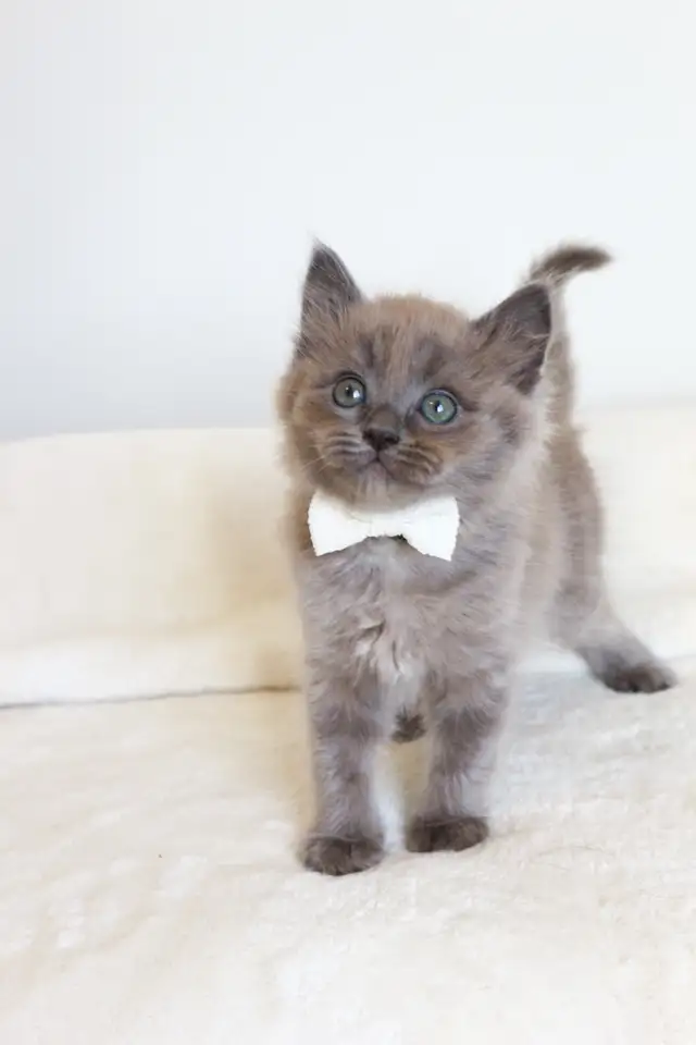 TICA registered Ragdoll kittens, Rare Sepias - Photo 4