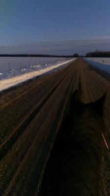 looking for free horse tack