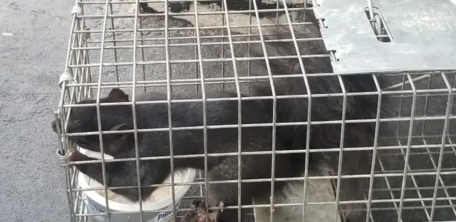 ALL KIND PEST CALL 647 404 2562 PEOPLES PEST AND ANIMAL CONTROL - Photo 5