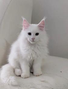 Maine coon chaton