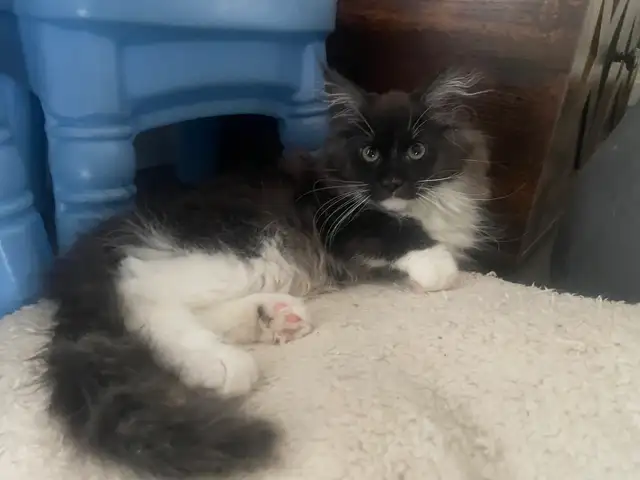 Maine coon chaton - Photo 2