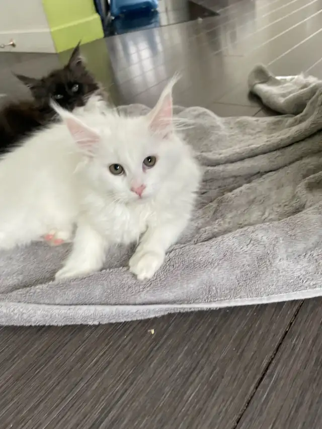 Maine coon chaton - Photo 3