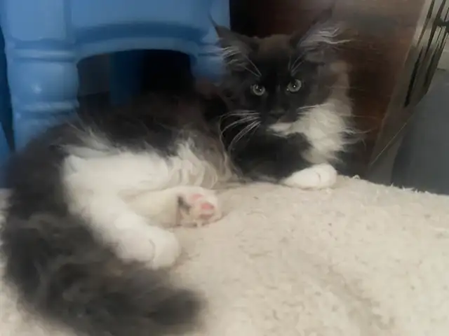 Maine coon chaton - Photo 4