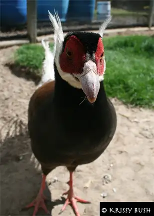 Pheasants for Sale near Devon, Alberta (SK Ad) - Photo 2