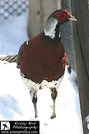 Pheasants for Sale near Devon, Alberta (SK Ad) - Photo 4