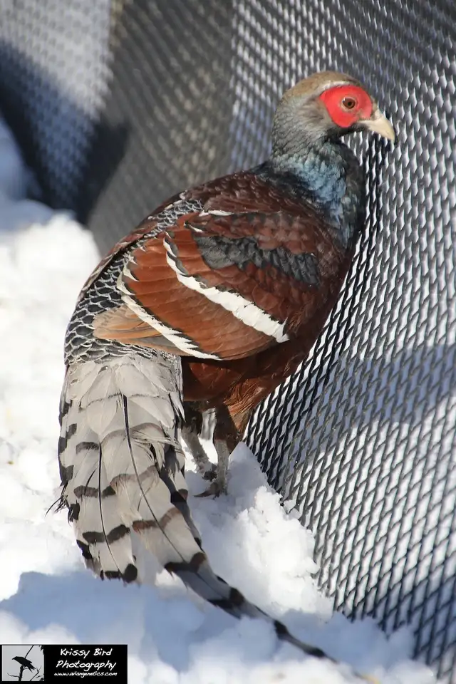 Pheasants for Sale near Devon, Alberta (SK Ad) - Photo 5