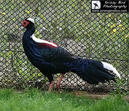 Pheasants for Sale near Devon, Alberta (SK Ad) - Photo 6